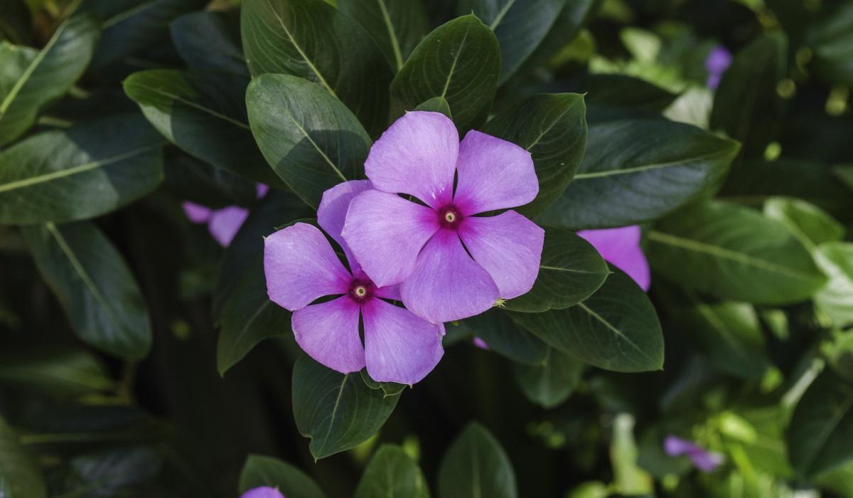 Aké rastliny by sa nemali vysádzať na dvore