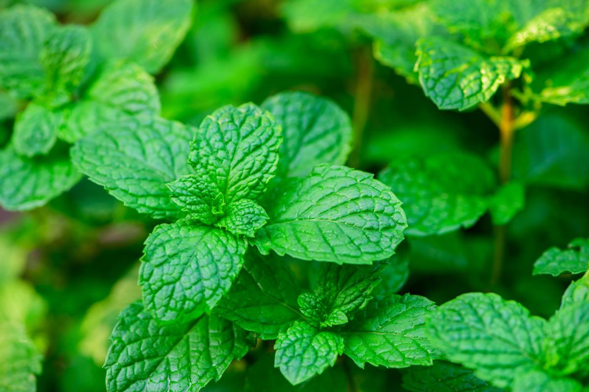 Aké rastliny by sa nemali vysádzať na dvore