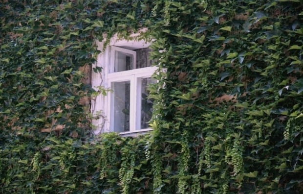 Aké rastliny by sa nemali vysádzať na dvore