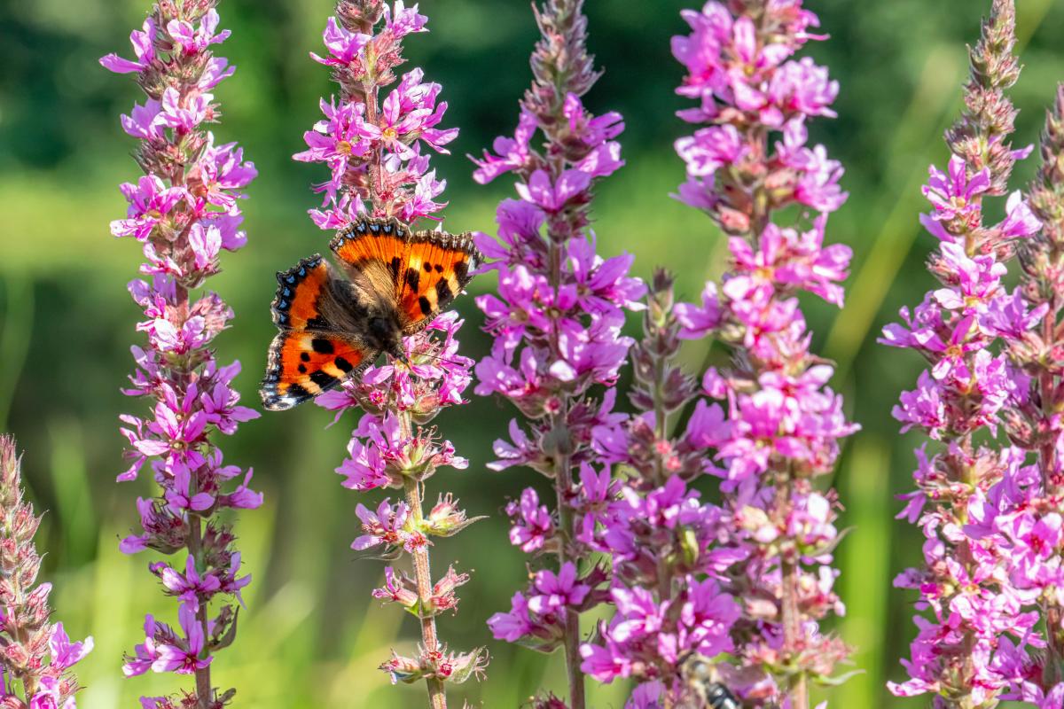 Aké rastliny by sa nemali vysádzať na dvore