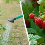 4 najlepšie hnojivá na maliny na jar: vedro na krík