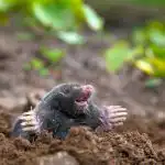 Čo naliať do krtkovej diery: tento liek je v každej