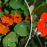 Hlavný nepriateľ slimákov: kvetina bez škodcov pre záhradu