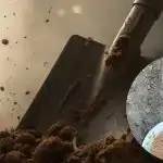 Jarné triky pre záhradu: tri jednoduché kroky v apríli vás