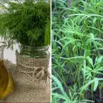 Kôpor vyrastie hustá "kefa": infúzia jednej zložky urobí zázrak.