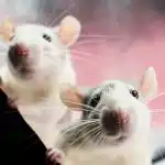 Potkany sa boja jedného výrobku: jednoduchý spôsob, ako "vypýtať" hlodavce