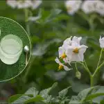 Tona zemiakov z jedného hektára: odhalená šikovná metóda výsadby