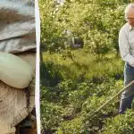 Vaša úroda cukety bude 5-krát bohatšia: tu je návod, čo